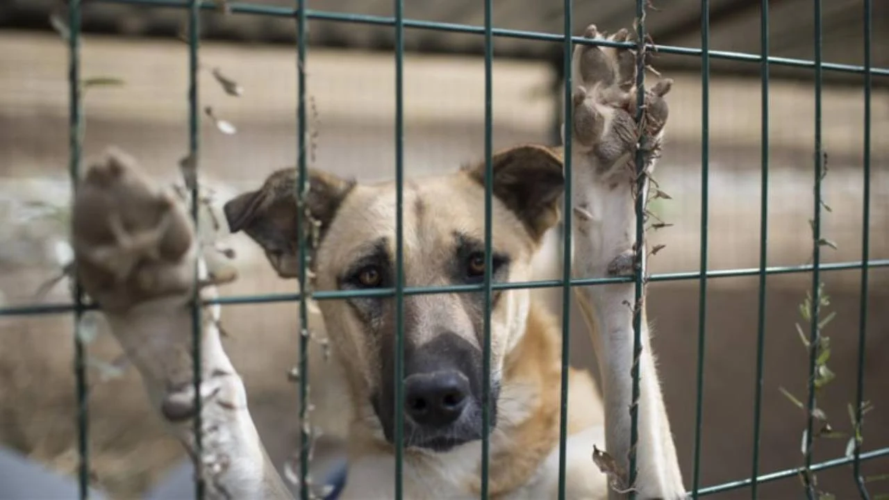 Sokak Hayvanları Yasası